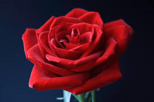 薔薇は贈られる本数で意味が違うのはご存じでしょうか？